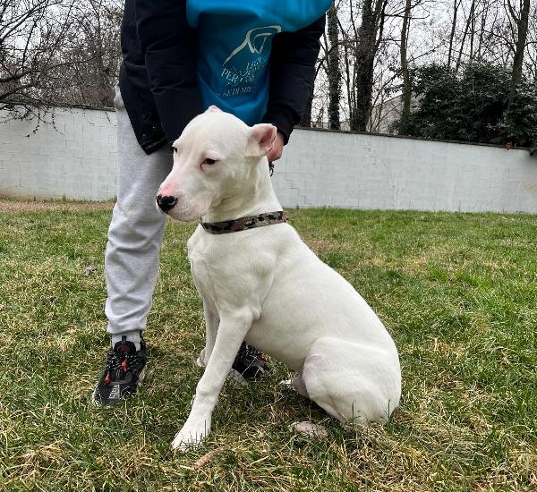 ALBINO DOGO  Foto 4